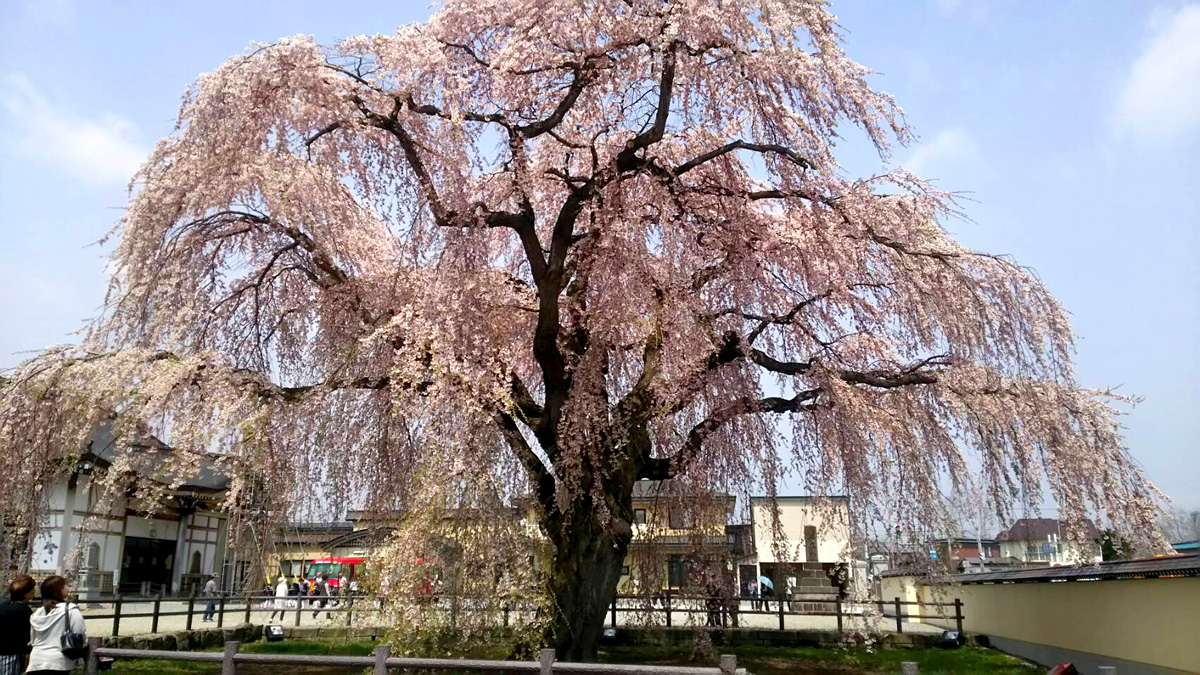 法亀寺の垂れ桜